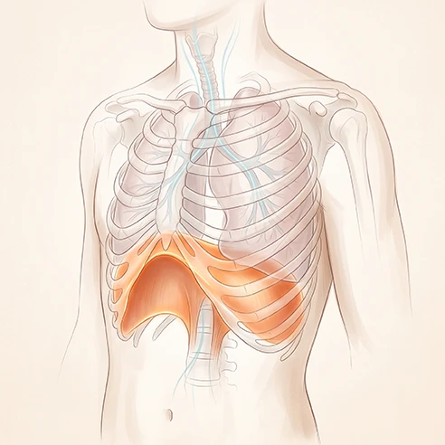 Illustration du diaphragme sous la cage thoracique, muscle principal de la respiration
